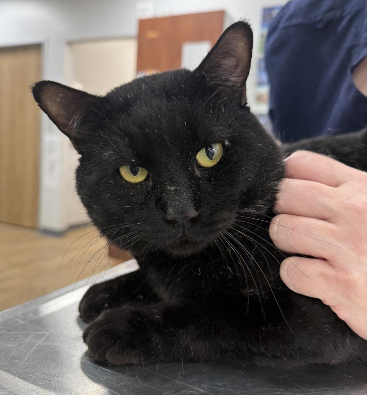 BLACK BEAR - Domestic Short Hair available for adoption