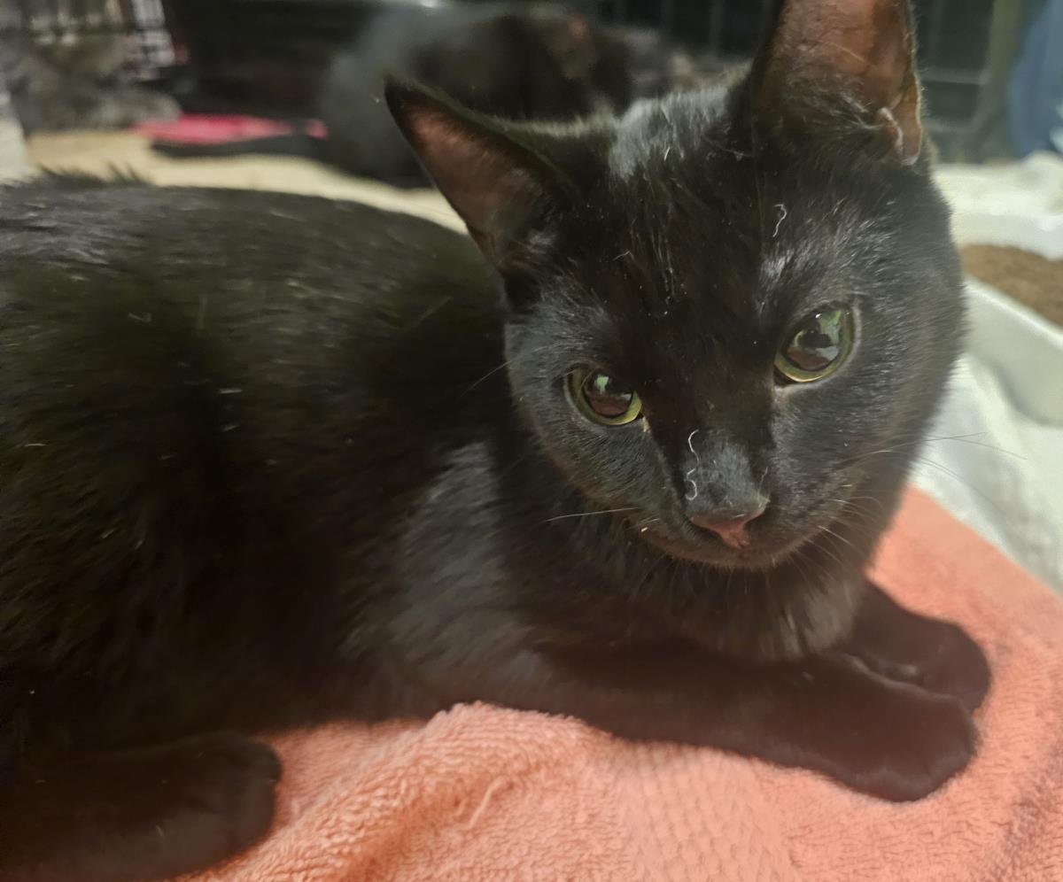 TESSA WOBLI - Domestic Short Hair available for adoption