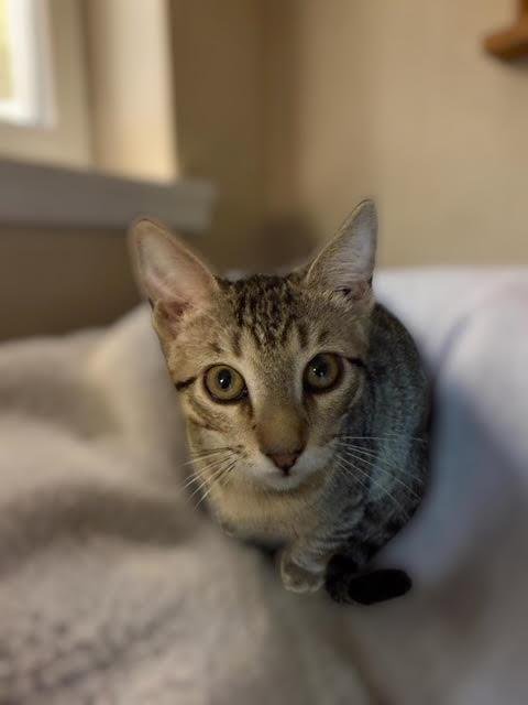 MISHA KOT - Domestic Short Hair / Tabby available for adoption