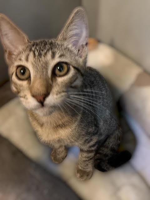 MISHA KOT - Domestic Short Hair / Tabby available for adoption