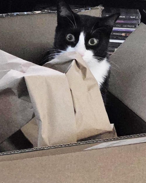 BIG BEN BUCKINGHAM - Domestic Short Hair / Tuxedo available for adoption