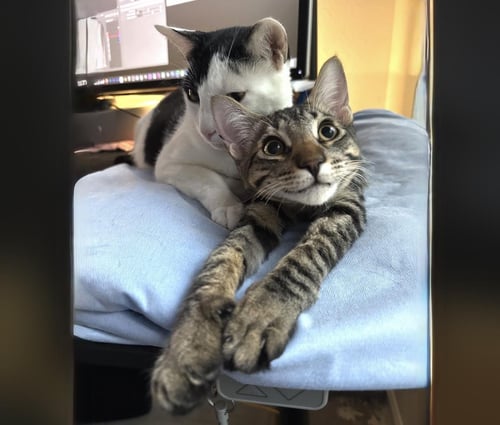 GIYU SAN - Domestic Short Hair / Tabby for adoption in Chandler