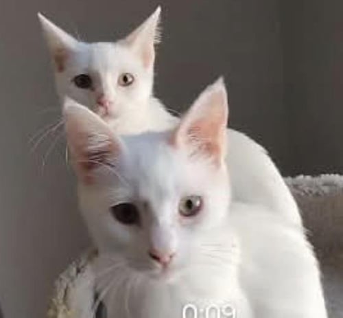 VESPA SPACEBALLS BONDED TO LONE SPACEBALLS - Domestic Short Hair available for adoption