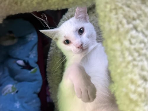 VESPA SPACEBALLS BONDED TO LONE SPACEBALLS - Domestic Short Hair available for adoption