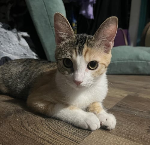 JALAPENO BROWN - Domestic Medium Hair for adoption in Chandler