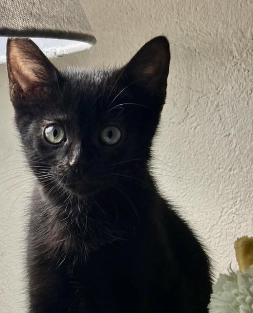PITCH BLACK - Domestic Short Hair available for adoption
