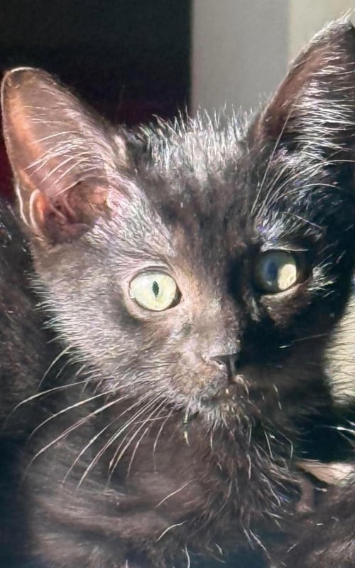 PITCH BLACK - Domestic Short Hair available for adoption