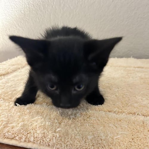 LEAH JOHNSON - Domestic Short Hair available for adoption