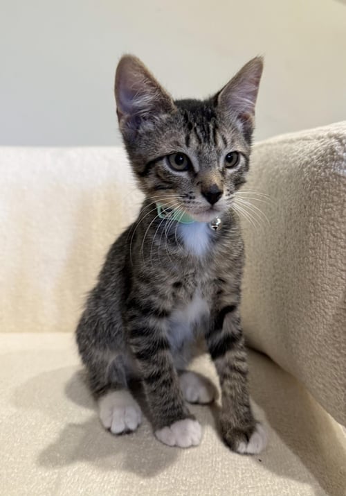 SOKKA AVATAR - Domestic Short Hair / Tabby available for adoption