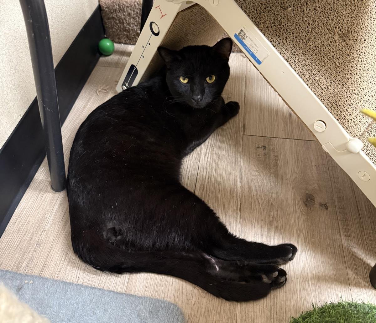 GOMEZ ADAMS - Domestic Medium Hair available for adoption