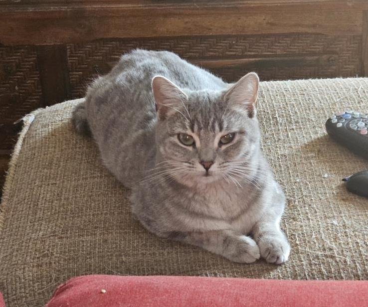 SIRENA JIMENEZ - Domestic Short Hair / Russian Blue available for adoption