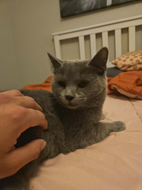 SIRENA JIMENEZ - Domestic Short Hair / Russian Blue available for adoption