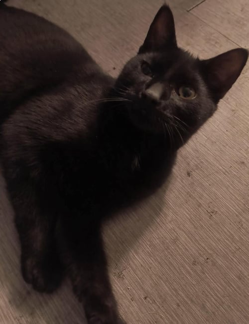 MIDNITE NIGHTFALL - Domestic Short Hair available for adoption