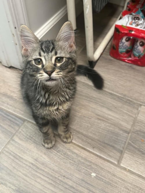 TRUFFLE PAWSWORTH - Domestic Medium Hair / Tabby available for adoption