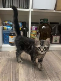 Truffle Pawsworth - Photo 2