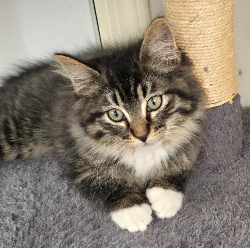 ALEX WHITEPAWS WALKER - Domestic Medium Hair available for adoption