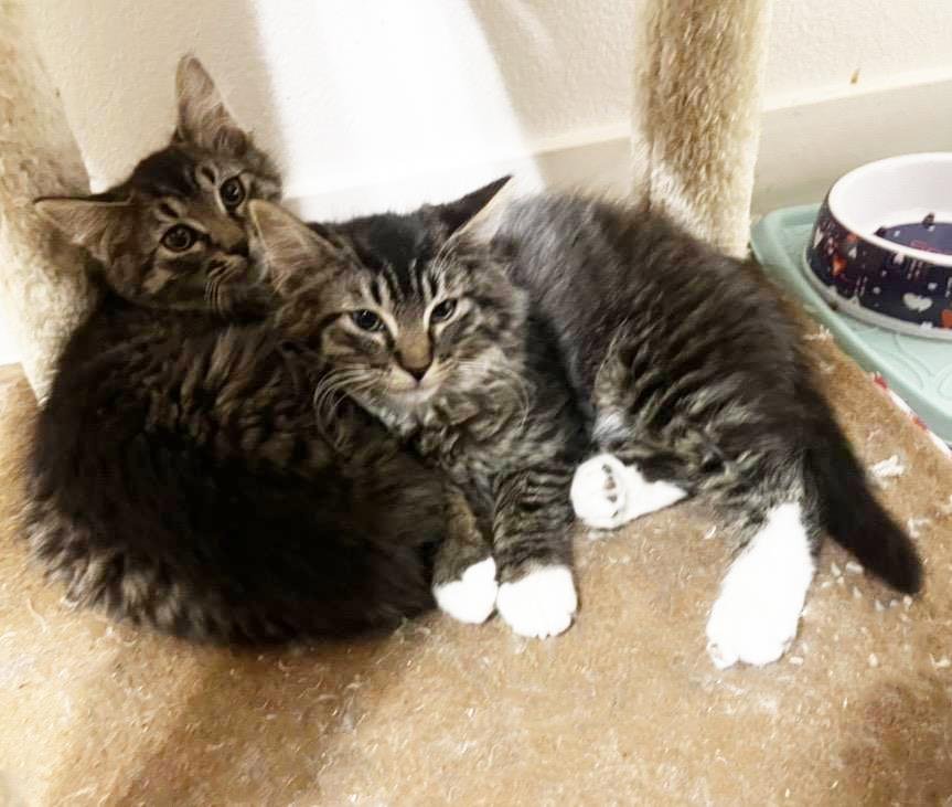 ALEX WHITEPAWS WALKER - Domestic Medium Hair available for adoption