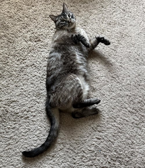 GHOST GREYSON - Siamese / Domestic Short Hair available for adoption