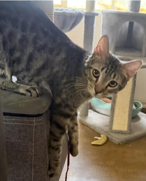 PAPILLON BLOSSOM - Tabby / Domestic Short Hair available for adoption