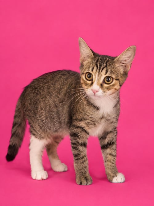 LIV LOVEISLAND - Domestic Short Hair / Tabby available for adoption