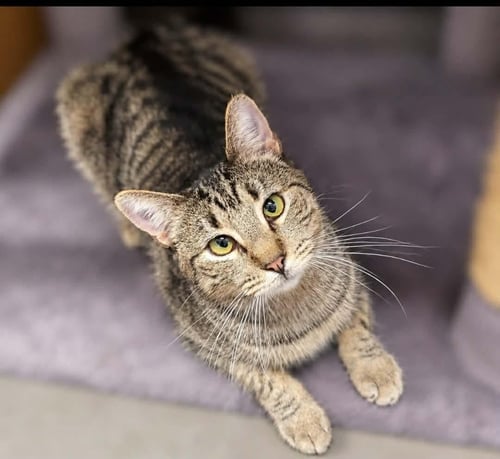 HARPER LEE - Domestic Short Hair / Tabby available for adoption