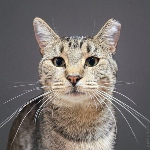 HARPER LEE - Domestic Short Hair / Tabby for adoption in Chandler