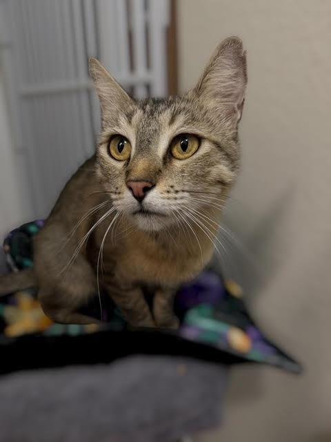 Odessa Koshka Image
