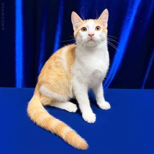 LASAGNA PASTA - Domestic Short Hair for adoption in Chandler