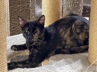 Nutmeg Spicewood - Photo 1