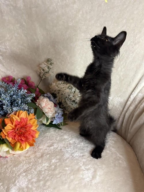 GARAGE ZEZE - Domestic Short Hair available for adoption