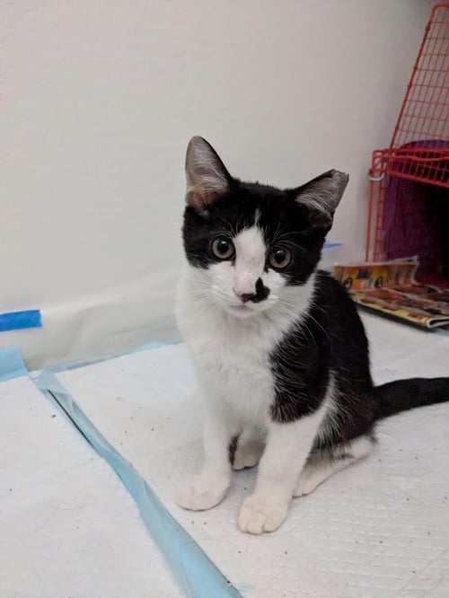EUNIE LIGHTHOUSE BONDED WITH RICHEH - Domestic Short Hair available for adoption