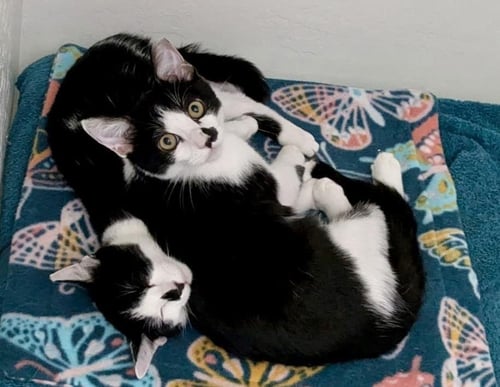 EUNIE LIGHTHOUSE BONDED WITH RICHEH - Domestic Short Hair available for adoption