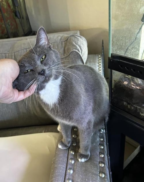 GRACIE AMOR - Domestic Short Hair available for adoption