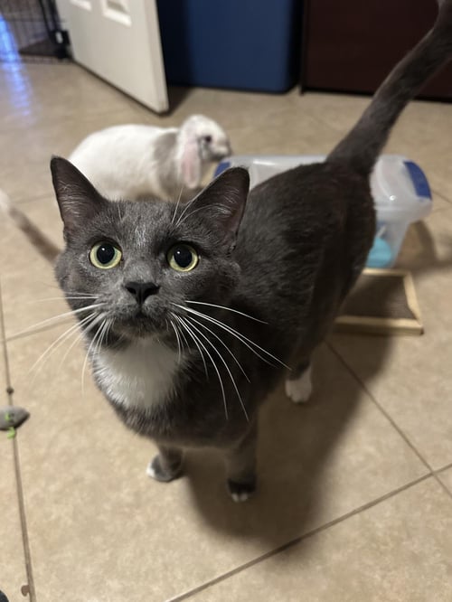 GRACIE AMOR - Domestic Short Hair available for adoption