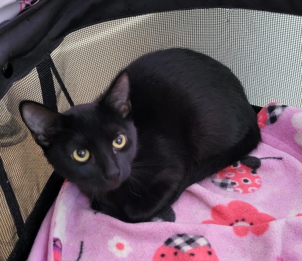 CHANEL OUTLETTE - Domestic Short Hair / Tabby available for adoption