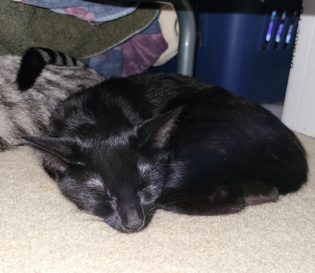 CHANEL OUTLETTE - Domestic Short Hair / Tabby available for adoption