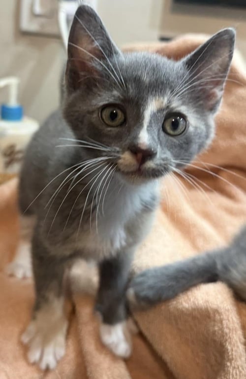 LUCY-VANPELT PEANUTS - Dilute Tortoiseshell / Domestic Short Hair for adoption in Chandler