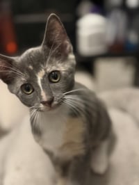 Lucy-Vanpelt Peanuts - Photo 2