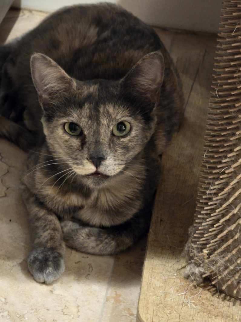 LYRIC GLOBE - Domestic Short Hair available for adoption