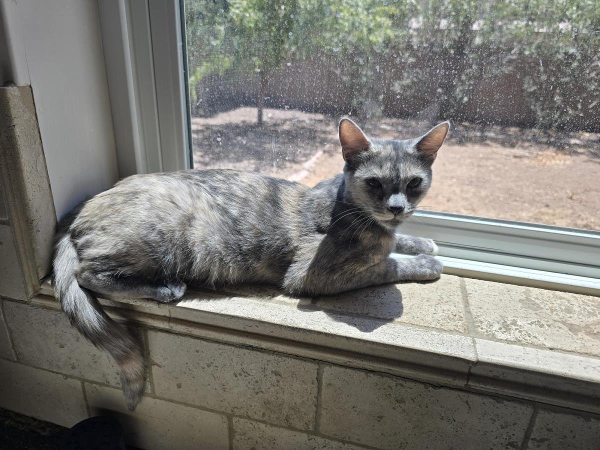 LYRIC GLOBE - Domestic Short Hair available for adoption