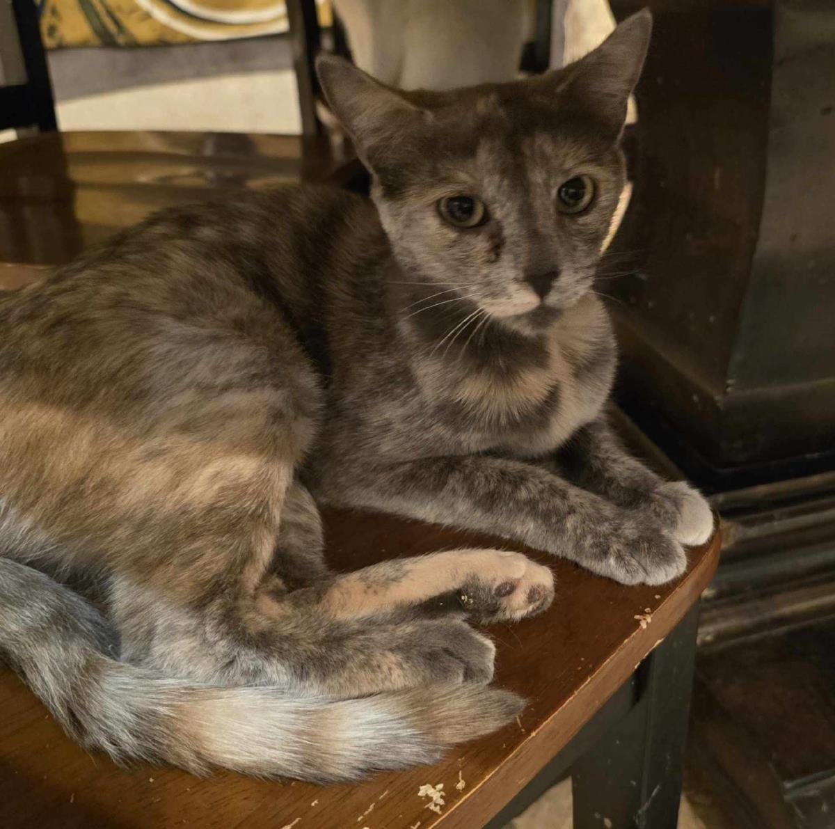 Lyric Globe - Photo 3