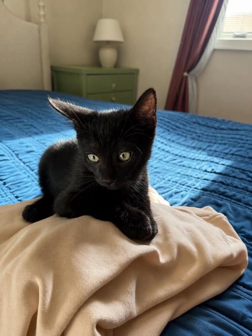 JET BLACK - Domestic Short Hair available for adoption