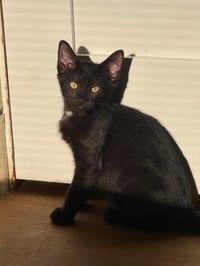 Jet Black - Photo 2
