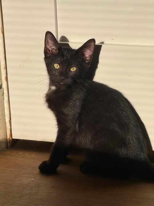 JET BLACK - Domestic Short Hair available for adoption