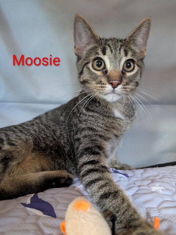 Moosie Heber Image