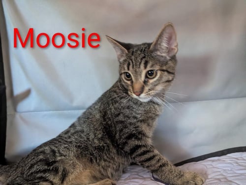 MOOSIE HEBER - Tabby available for adoption