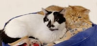 Basil Mccow - Photo 3