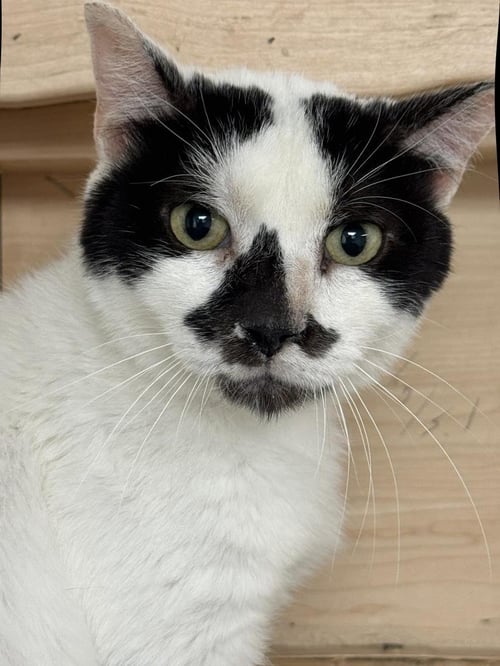 BASIL MCCOW - Domestic Short Hair / Tuxedo available for adoption