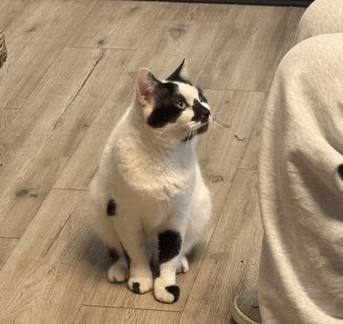 BASIL MCCOW - Domestic Short Hair / Tuxedo available for adoption