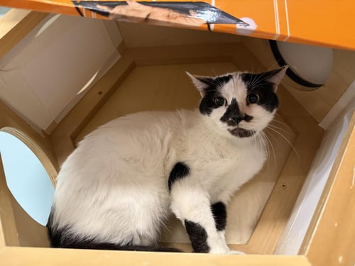 BASIL MCCOW - Domestic Medium Hair / Tuxedo available for adoption
